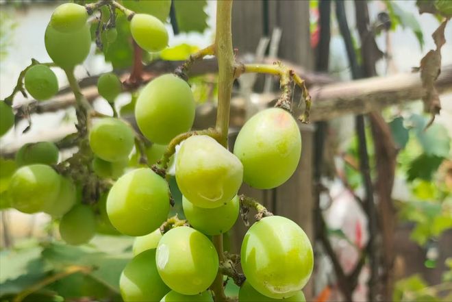 3类人”尽量要少吃很多人还不懂建议了解尊龙凯时人生就是搏平台葡萄大量上市有“