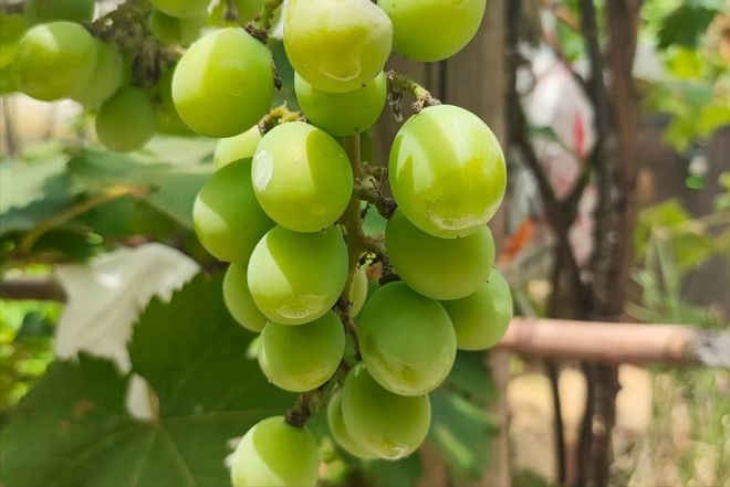 3类人”尽量要少吃很多人还不懂建议了解尊龙凯时人生就是搏平台葡萄大量上市有“(图3) 3类人”尽量要少吃很多人还不懂建议了解尊龙凯时人生就是搏平台葡萄大量上市有“(图3)