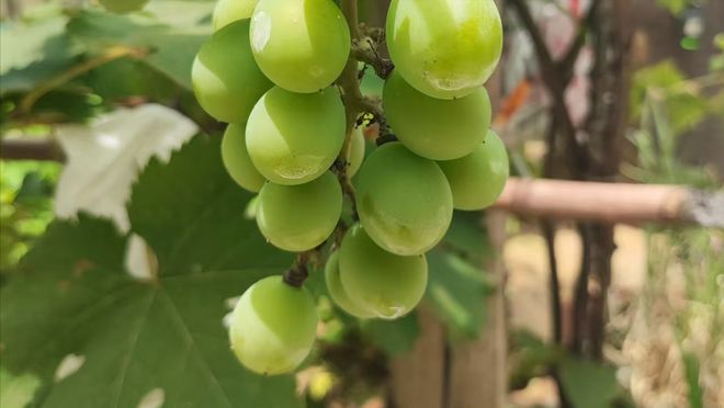 3类人”尽量要少吃很多人还不懂建议了解尊龙凯时人生就是搏平台葡萄大量上市有“(图4)