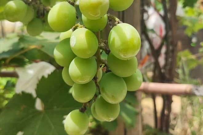 3类人”尽量要少吃很多人还不懂建议了解尊龙凯时人生就是搏平台葡萄大量上市有“(图5) 3类人”尽量要少吃很多人还不懂建议了解尊龙凯时人生就是搏平台葡萄大量上市有“(图5)