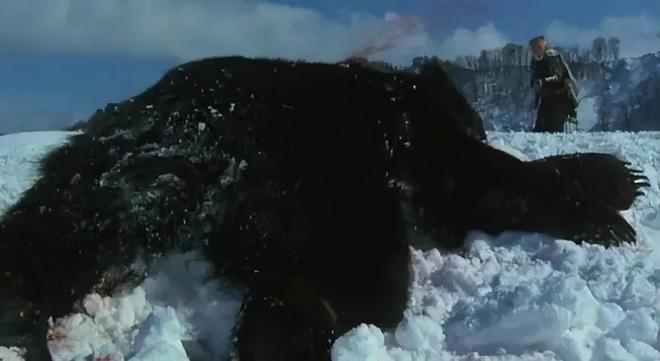 为啥疯狂闯人类聚居区?背后3个原因太吓人人生就是博-尊龙凯时日本熊灾大爆发!黑熊(图1) 为啥疯狂闯人类聚居区?背后3个原因太吓人人生就是博-尊龙凯时日本熊灾大爆发!黑熊(图1)