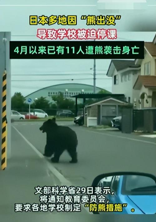 为啥疯狂闯人类聚居区?背后3个原因太吓人人生就是博-尊龙凯时日本熊灾大爆发!黑熊(图2) 为啥疯狂闯人类聚居区?背后3个原因太吓人人生就是博-尊龙凯时日本熊灾大爆发!黑熊(图2)